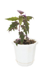 Similar image 104478