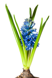 Similar image 105355