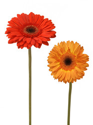 Similar image 105356