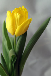 Similar image 105710