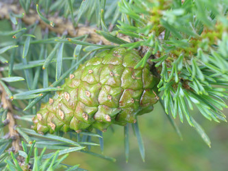 Similar image 105884