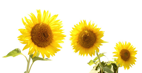 Similar image 106622