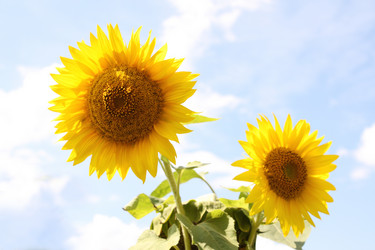 Similar image 107179