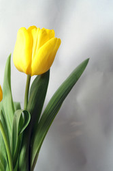 Similar image 107223