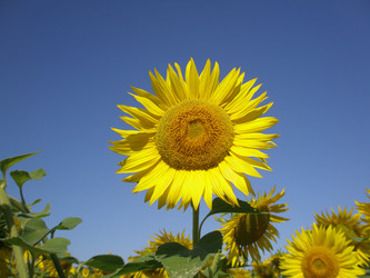 Similar image 107260