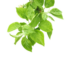 Similar image 107684