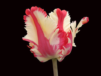 Similar image 107708