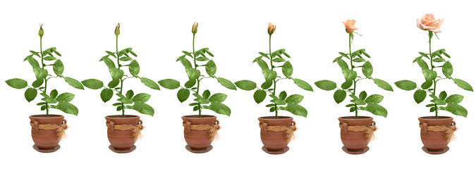 Similar image 107726