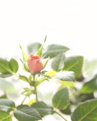 Similar image 107742