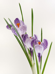 Similar image 107784