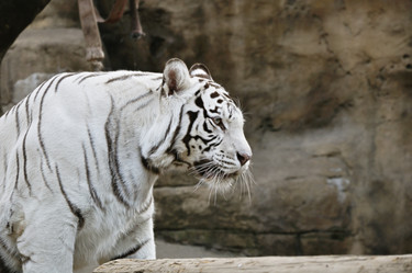 Similar image 108022