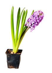 Similar image 108274