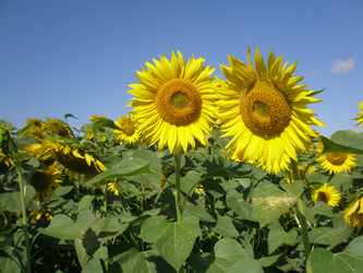 Similar image 108351