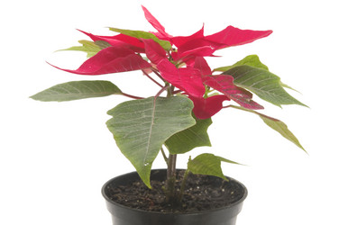 Similar image 108529