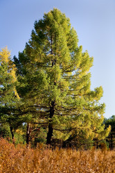 Similar image 109464