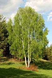 Similar image 109574