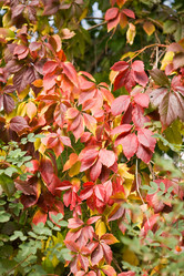 Similar image 109583