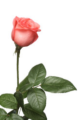 Similar image 109993