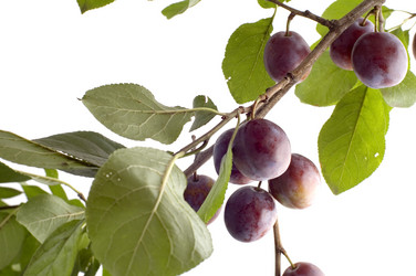 Similar image 111001