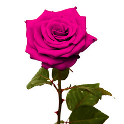 Similar image 111025