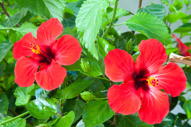 Similar image 111200