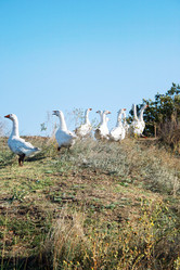 Similar image 111209