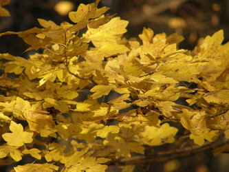 Similar image 111213