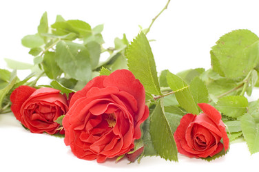 Similar image 111538