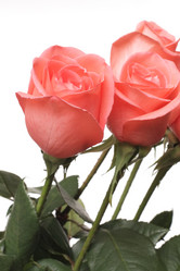 Similar image 111577