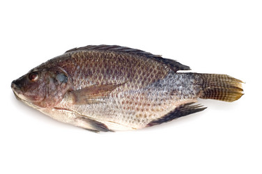 Similar image 111737