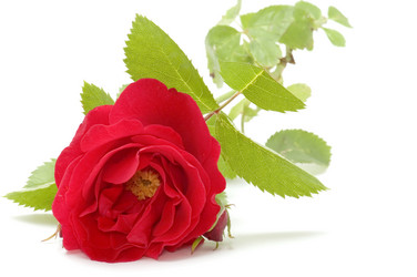 Similar image 112582