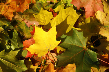 Similar image 112619