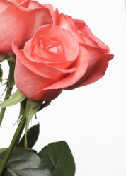 Similar image 112794