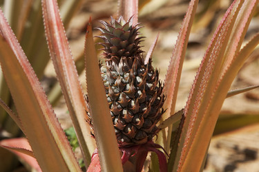 Similar image 112902