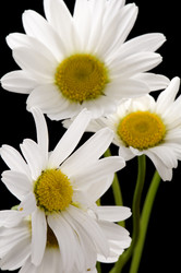 Similar image 113114