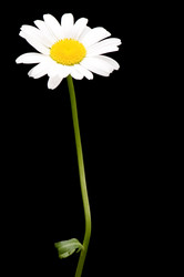 Similar image 113235