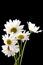 Similar image 113236