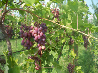 Similar image 113336