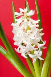 Similar image 113546