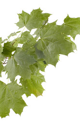 Similar image 115471