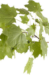 Similar image 115472