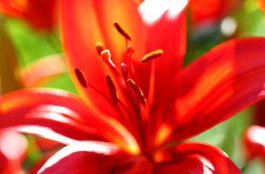 Similar image 115483