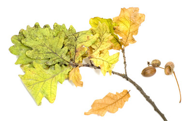 Similar image 115604