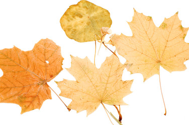 Similar image 115855