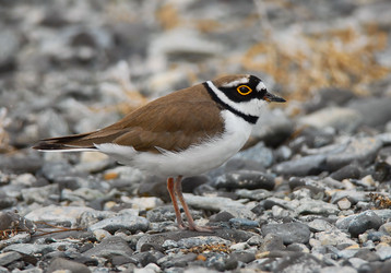 Similar image 116025