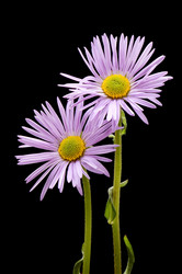 Similar image 116048