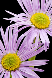 Similar image 116050