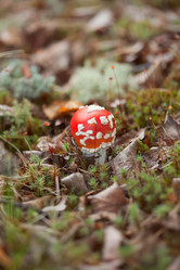 Similar image 116219