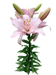 Similar image 117083