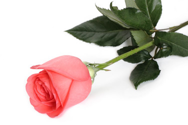 Similar image 117085